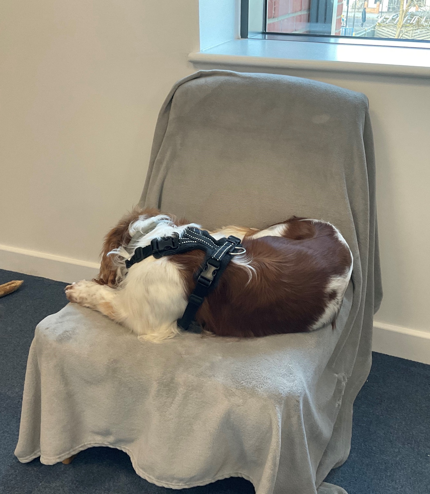 Cerys sleeping on her chair