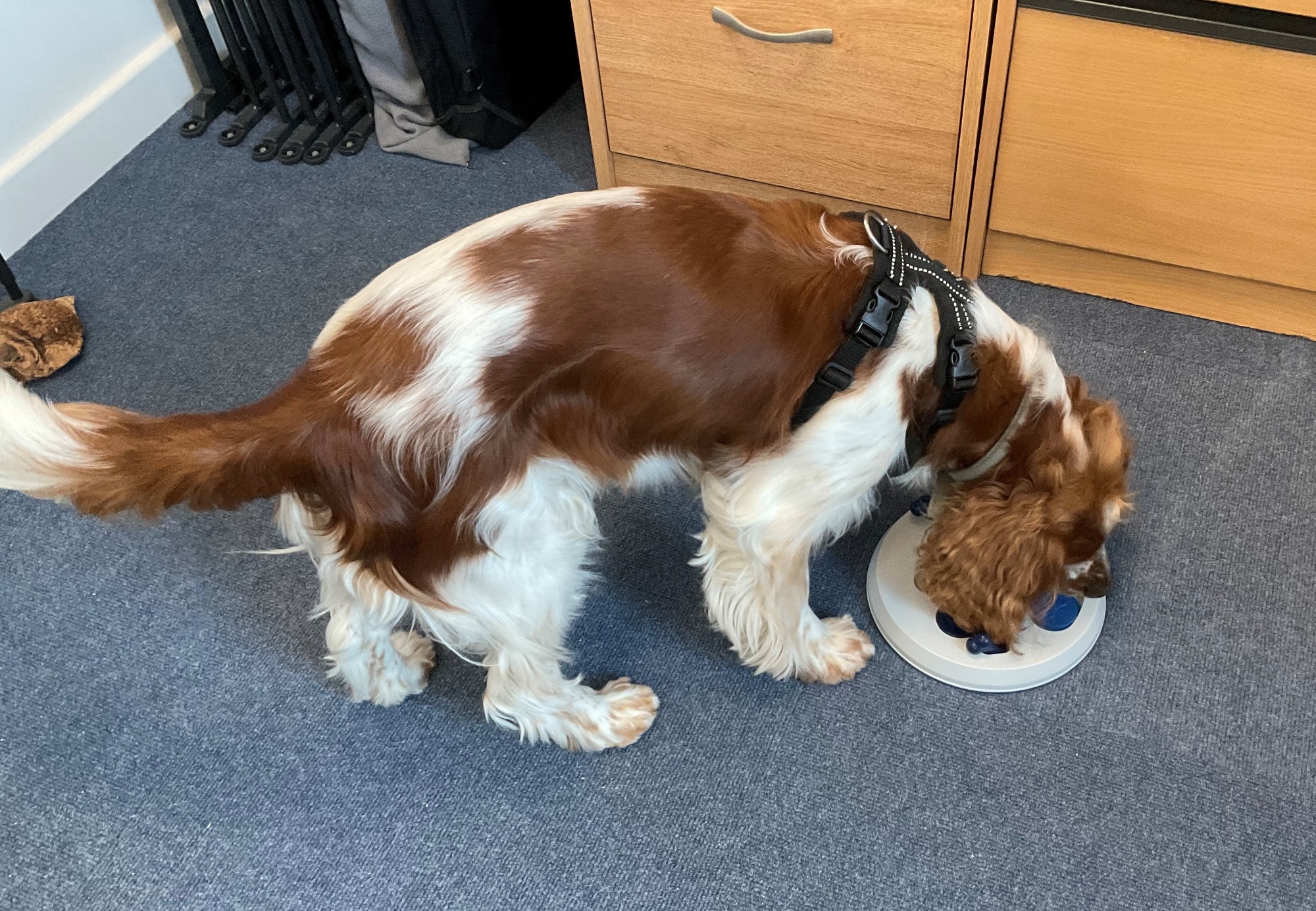 Cerys smelling her treats toy